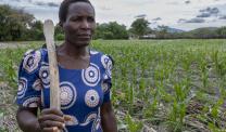 Nyarai holding a gardening tool over her shoulder in her maize farm. She look off in camera into the distance