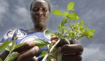 Nyarai looking down at the leaves of a plant 