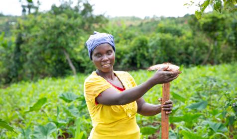 Woman farms her crops in Burundi