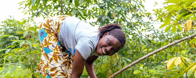 Hawa harvesting cassava root